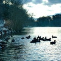 Ducks swimming in a quiet lake getting ready for a cold night