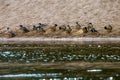 Ducks on bank of the river in Latvia Royalty Free Stock Photo