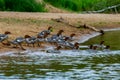 Ducks on bank of the river in Latvia Royalty Free Stock Photo