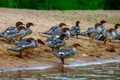 Ducks on bank of the river in Latvia Royalty Free Stock Photo