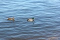 Ducks swimming in the river, Kama River, Perm city, Russia Royalty Free Stock Photo