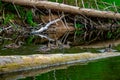 Ducks swimming in the river in Latvia Royalty Free Stock Photo