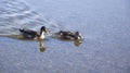 Ducks swimming in river Royalty Free Stock Photo