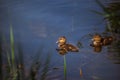 Two small cute yellow ducklings Royalty Free Stock Photo