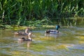 Ducks swimming in river