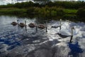 Ducks swimming in river