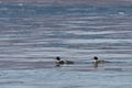 Ducks swimming in sea. Two Goosander Mergus merganser males in natural habitat. Diving pochard seabirds on the move. Royalty Free Stock Photo