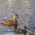 Ducks swimming on the shiny water of Oquirrh Lake Royalty Free Stock Photo