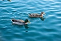 Ducks swimming side by side in the pond together Royalty Free Stock Photo