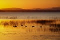 Ducks Swimming At Sunrise Lake Champlain