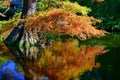 Ducks swimming under a tree with orange and yellow leaves in autumn, in Christchurch Botanic Gardens Royalty Free Stock Photo