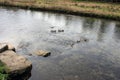 Ducks swimming upstream Royalty Free Stock Photo