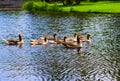 Ducks in the vondelpark swimming in the canal