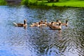 Ducks in the vondelpark swimming in the canal