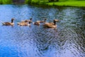 Ducks in the vondelpark swimming in the canal