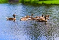 Ducks swimming in the vondelpark swimming in the canal