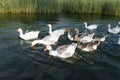 Ducks swimming in water