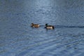 Ducks Swimming On The Water. Royalty Free Stock Photo
