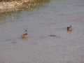 Wild ducks on the Llobregat river
