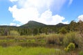 Ducks swimming in wetlands next to Lily Lake in Rocky Mountain National Park, Colorado Royalty Free Stock Photo