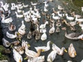 Ducks swimming Royalty Free Stock Photo