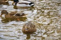 Ducks swimming on winter lake. Male and female ducks on freezing water. Sunny day next to a lake with many ducks on water surface Royalty Free Stock Photo