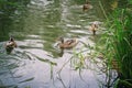 Ducks swimming on winter lake. Male and female ducks on freezing water. Sunny day next to a lake with many ducks on