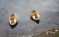 Ducks swimming on winter lake. Male and female ducks on freezing water. Sunny day next to a lake with many ducks on water surface