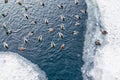 Ducks swimming on winter pond