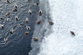 Ducks swimming on winter pond