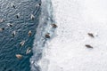 Ducks swimming on winter pond