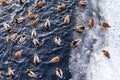 Ducks swimming on winter pond