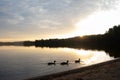 Ducks taking an evening swim Royalty Free Stock Photo