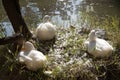 Ducks taking a siesta