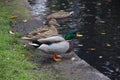 Ducks talking near the pond. Royalty Free Stock Photo