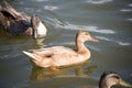 Ducks Tan duck closeup