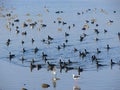 Ducks and Teals at Randarda Lake, Rajkot, Gujarat Royalty Free Stock Photo