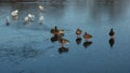 Ducks on the thin ice. Royalty Free Stock Photo
