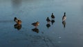 Ducks on the thin ice. Royalty Free Stock Photo