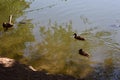 Ducks on the third lake..