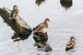 Ducks Royalty Free Stock Photo