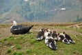 Ducks on top of Lao Cai mountain in Vietnam Royalty Free Stock Photo