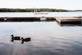 Ducks in a tranquil lake by a wooden pier Royalty Free Stock Photo