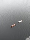 2 ducks traversing the lake Royalty Free Stock Photo