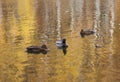 Ducks in Troparevo Park pond, Moscow Royalty Free Stock Photo