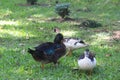 Ducks Royalty Free Stock Photo