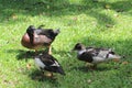 Ducks Royalty Free Stock Photo