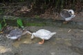 Ducks on a village looking for food