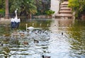 Ducks in Viveros park pond of Valencia Royalty Free Stock Photo