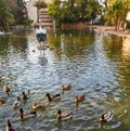 Ducks in Viveros park pond of Valencia Royalty Free Stock Photo
